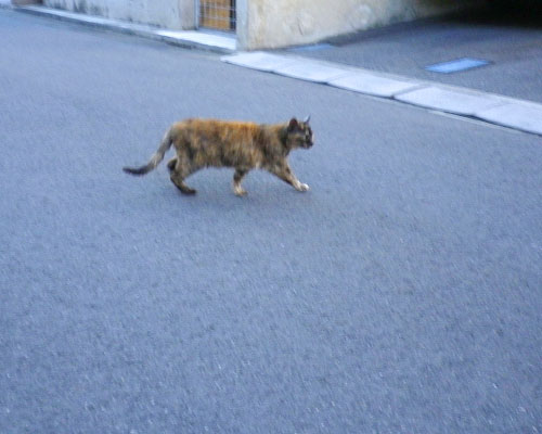 事務所サビちゃん