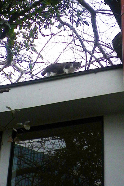屋根猫１