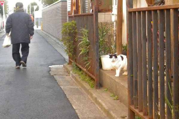 玄関に猫さん