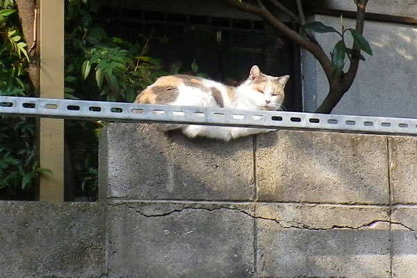 塀の上にミケ姐さん