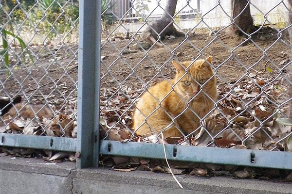 ナチャかわいいお顔