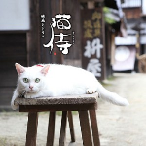 nekozamurai_tamanojyo