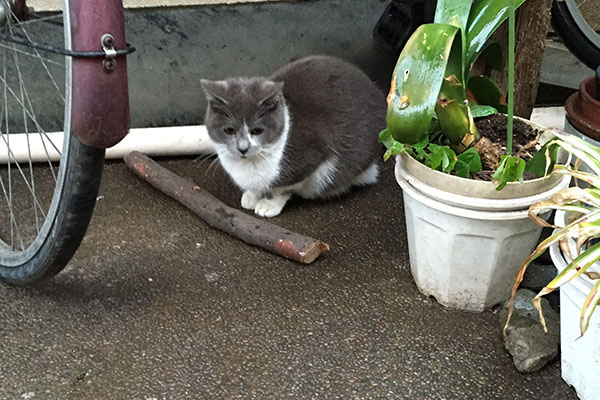 ほけ～っとするちびにゃん