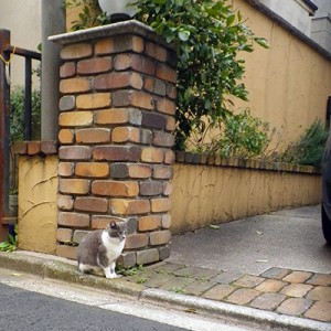 グレ白ちびレンガ前