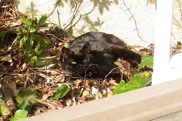 公園黒猫大人の方