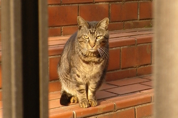 平屋階段ねこきじとら2号