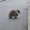 ちび道路でちんまり