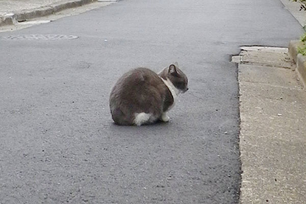 ちび道路でちんまり