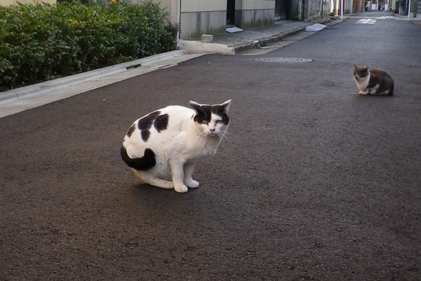 坊とちびにゃん