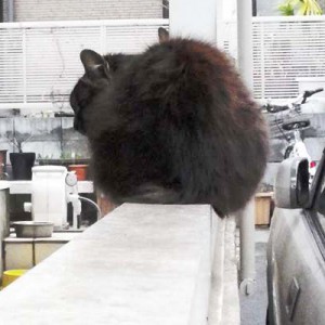 モフキジ君の背中