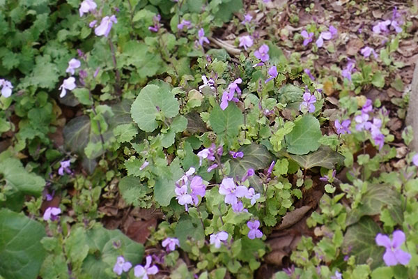 紫の小さな花