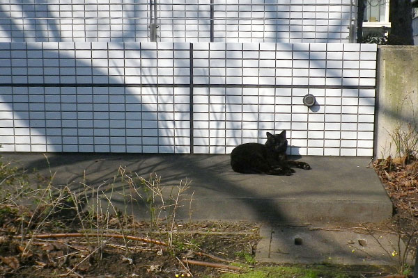 裏の公園に黒猫さん