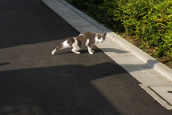 忍者みたいな姉にゃん