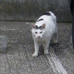リボン君