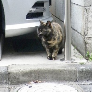 サビーヌお散歩