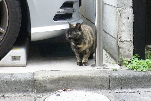 サビーヌお散歩