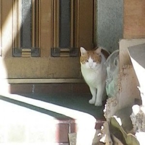 茶白ハチワレさん