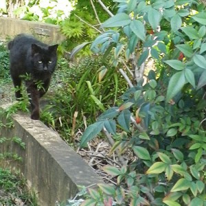 お散歩好きな黒猫君