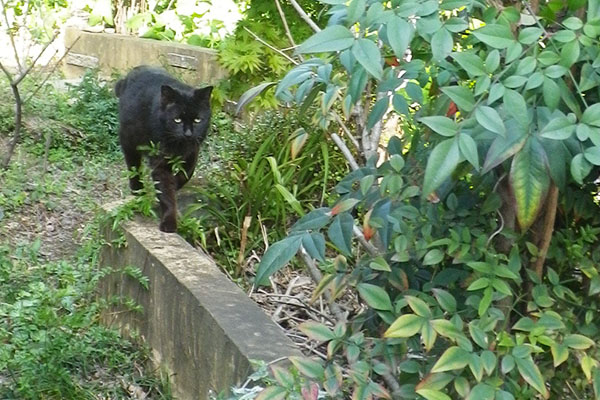 お散歩好きな黒猫君