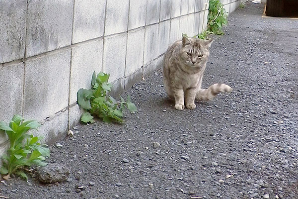 銀ちゃん