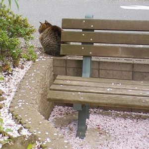 桜の花びらとマリィの背中