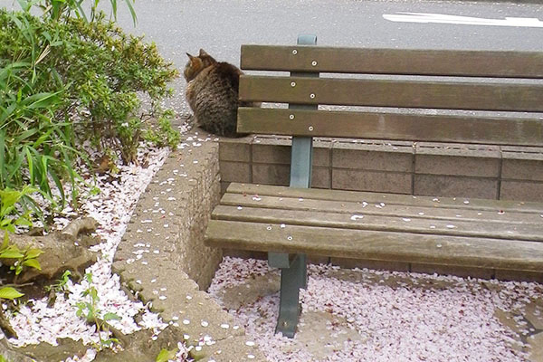 桜の花びらとマリィの背中