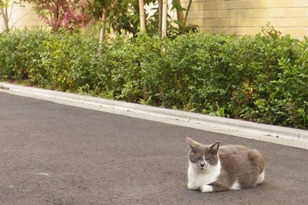 道路の真ん中で寝るちび