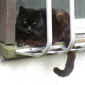 ノースちょっとやさぐれ風