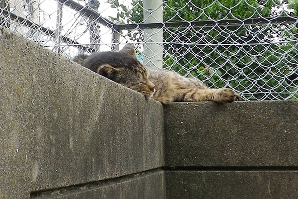 きじとらのツキ君