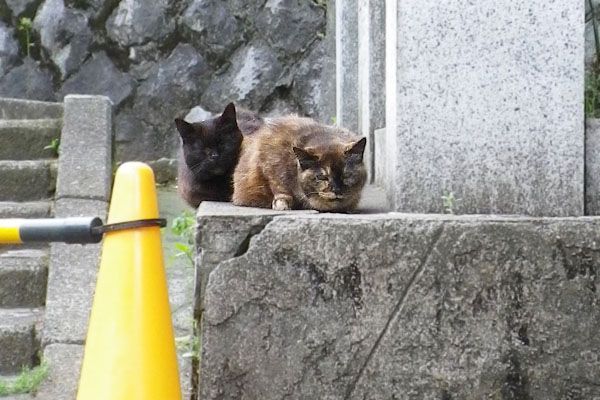 通常のカエデ