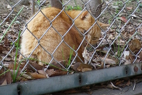 ナチャの背中4月初め