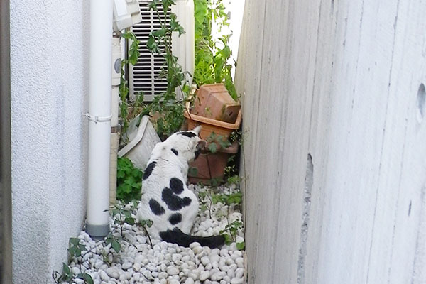 坊聞き耳を立てる