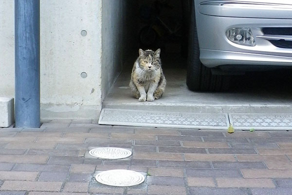 三毛猫さん正面