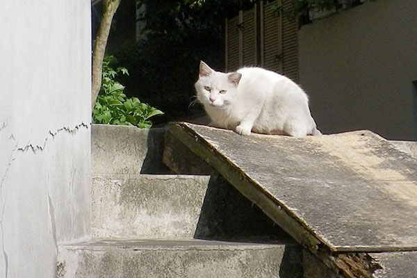 美しいハク右に教授