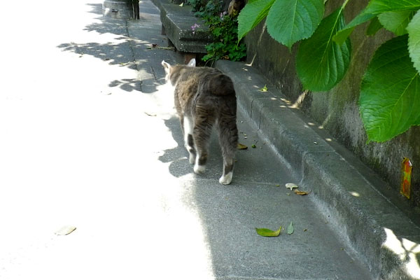 先に進むボブテイル