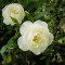 whiteroses