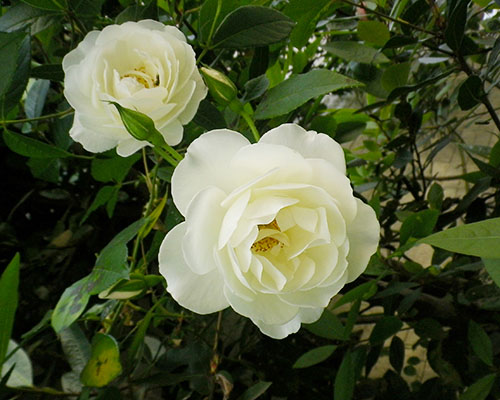 whiteroses
