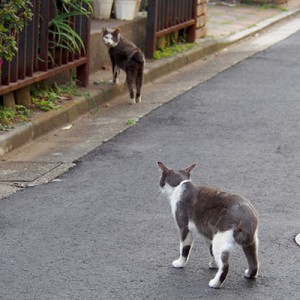 ママンちびにゃんを見る