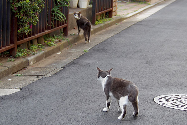 ママンちびにゃんを見る