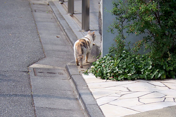 みけ姐さんのご帰宅