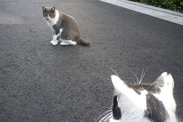 坊の後ろ頭とちびにゃん