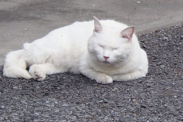 たまりゃん眠いリリ