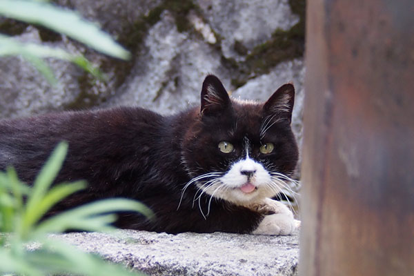 舌ちろのカラ