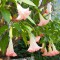 angeltrumpet