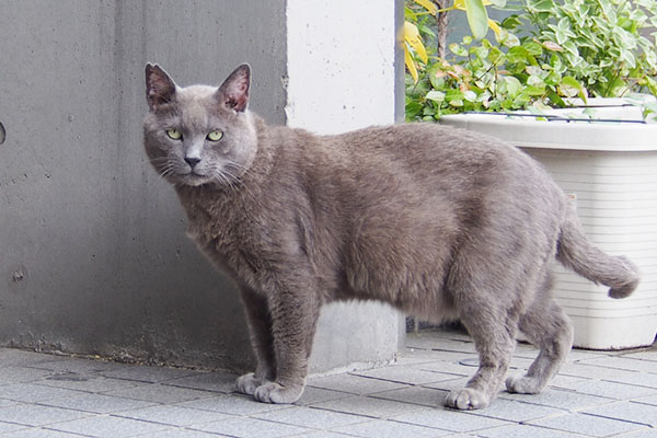 ずっと見てるロシグレ