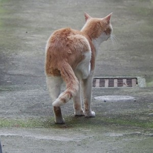 後ろ脚でカキカキ