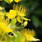 yellow_flower