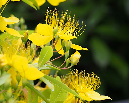 yellow_flower