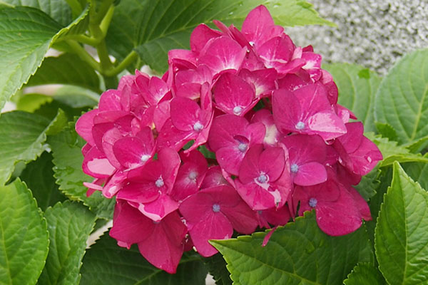 雨が残る紫陽花