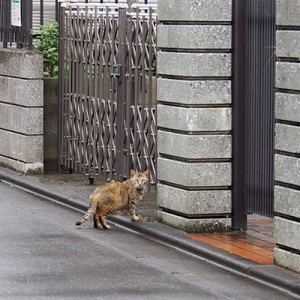 サキちゃん遠くから